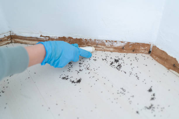 Best Flea Control Services  in Westworth Village, TX